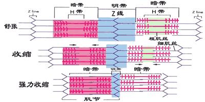 当ca2 与肌钙蛋白结合而发生构型变化时,牵动原肌球蛋白发生位移
