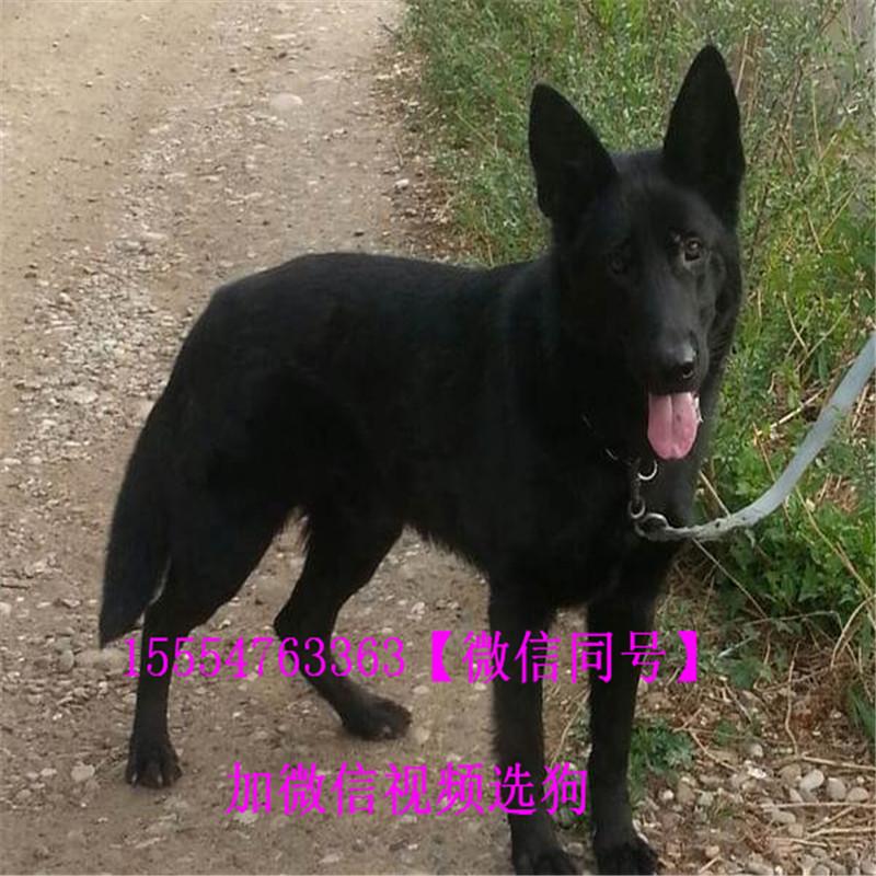 东德牧羊犬幼犬价格