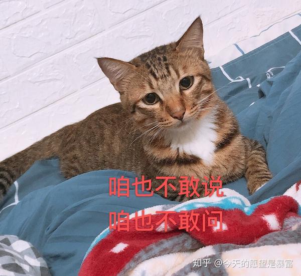 猫咪 戏精=表情包