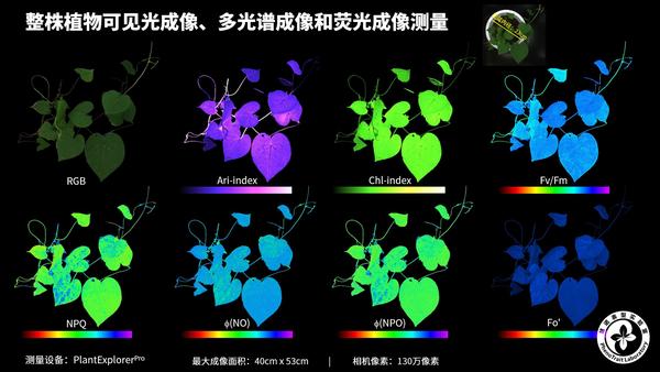 整株植物的光合表型(叶绿素荧光成像)