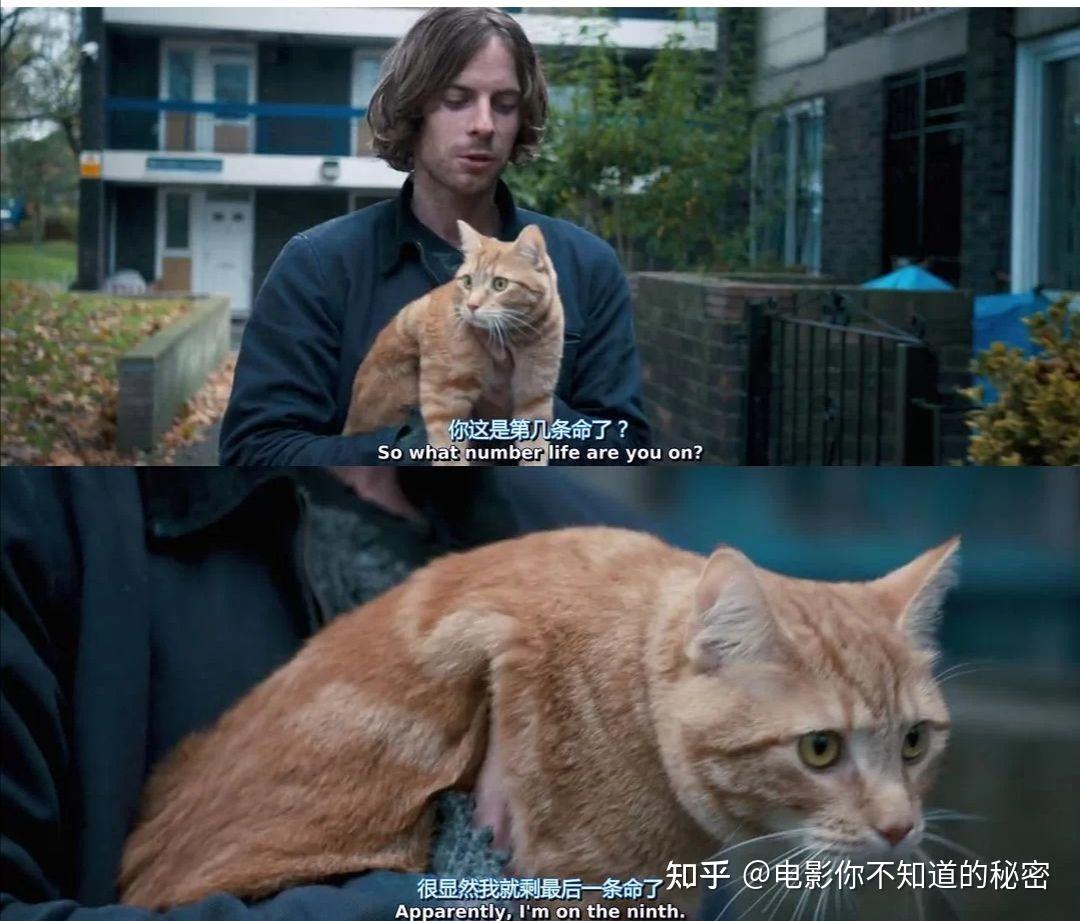 电影流浪猫鲍勃的故事内容是什么