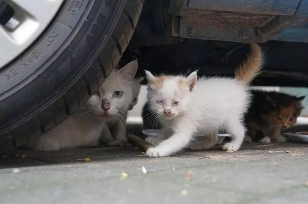 那些在城市里被人抛弃的流浪猫狗