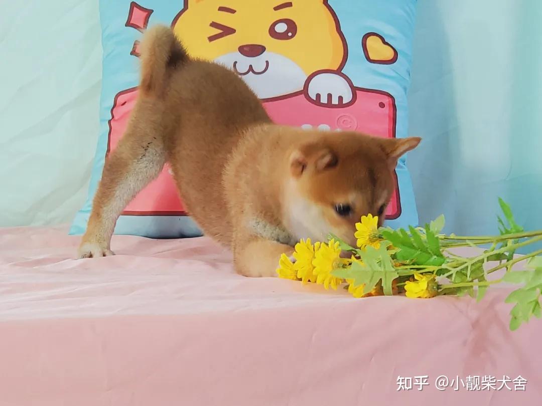 柴犬掉毛吗柴犬掉毛的原因柴犬掉毛怎么办
