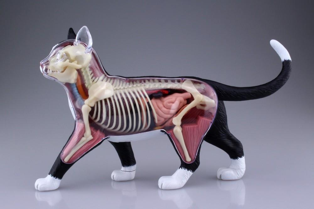 动物解剖虚拟仿真方案提高中高职动物解剖学教学质量