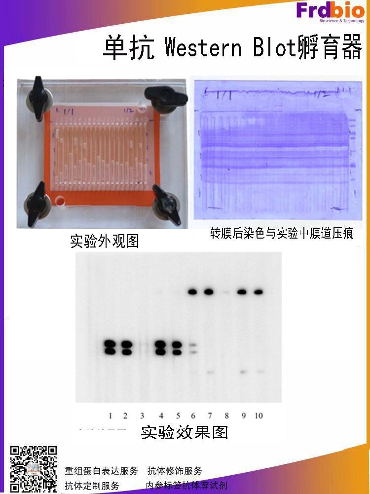 htblotwesternblot孵育器