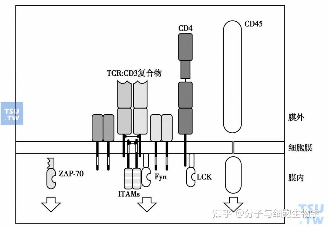 参与t细胞激活的多种跨膜分子如tcr-cd3,辅助受体cd4或cd8,cd45等相互