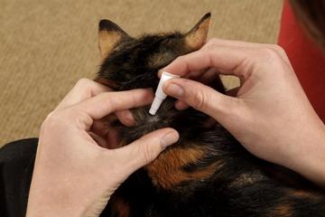 一篇教你如何给猫咪搭配驱虫药丨多久驱一次丨体内外驱虫注意事项丨
