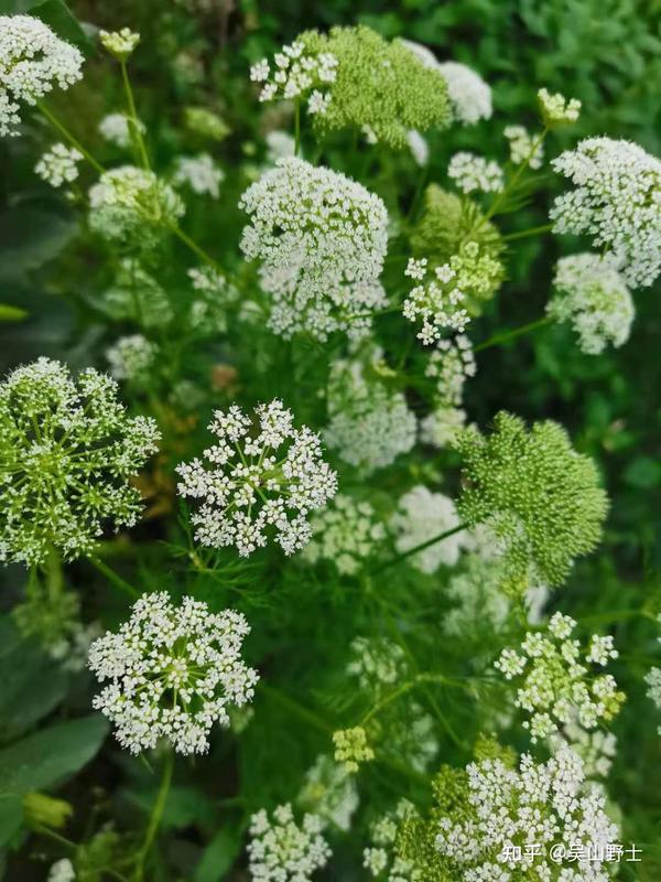 【七绝·蛇床花】(平水韵)