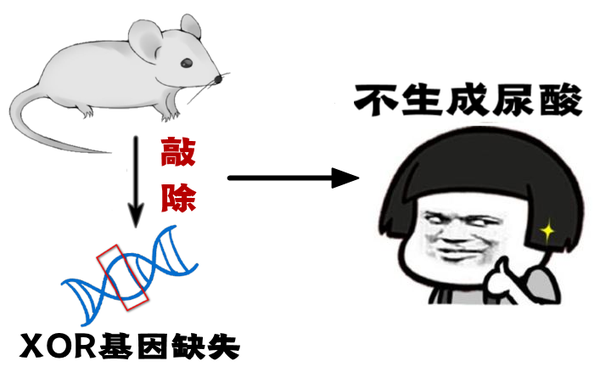 敲除这个基因小鼠活不过15个月