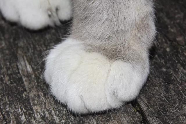 专注猫砂的生产者 5 人 赞同了该文章 猫爪子的功能 1,清洁 猫每天