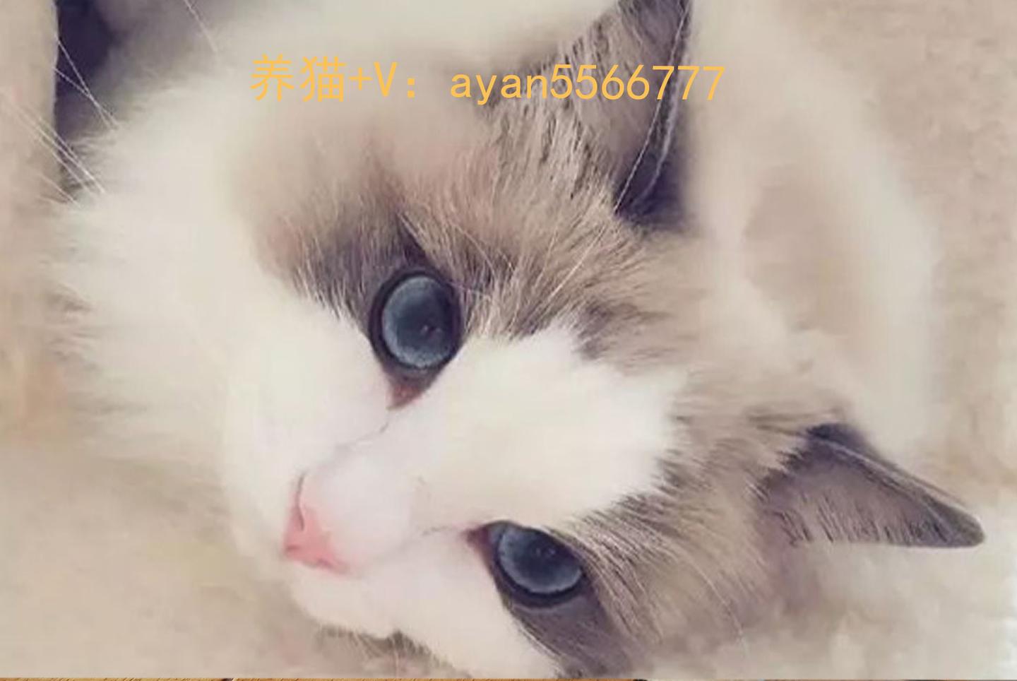 布偶猫怎么看纯不纯