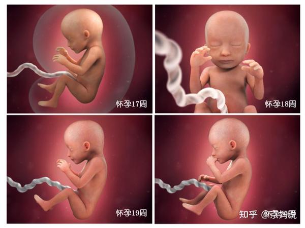 孕19周,胎儿的感觉系统开始发育,包括视觉,触觉,听觉,味觉等,从这个