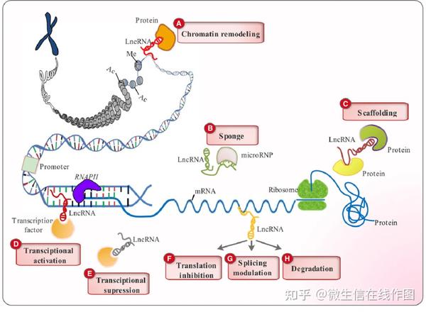 在线计算lncRNA mRNA共表达相关系数并使用cytoscape绘制共表达网络图 知乎