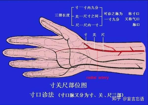 即以临床常用的划分方法为代表:左手寸脉候心,关脉候肝,尺脉候肾;右手