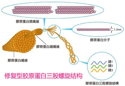 新型冠状病毒151胶原明胶和胶原蛋白的异同