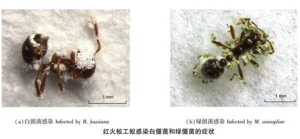 红火蚁5年翻番防治赶不上繁殖速度9部门联合防控有效果吗 知乎