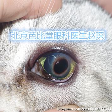 猫咪角膜腐骨 你需要了解的都在这里