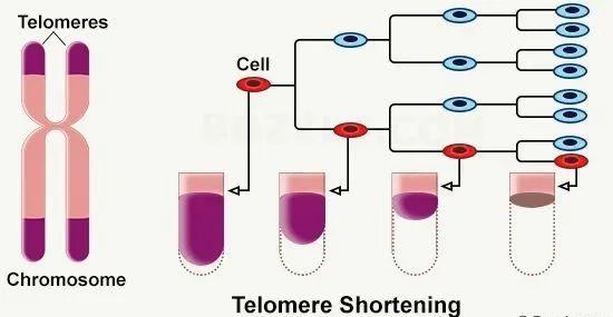 解析端粒深度解读端粒与衰老之间的关系 知乎