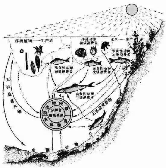 河流生物圈