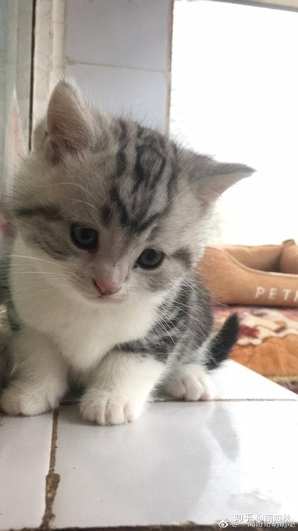 请帮忙看一下这猫是否是银渐层?