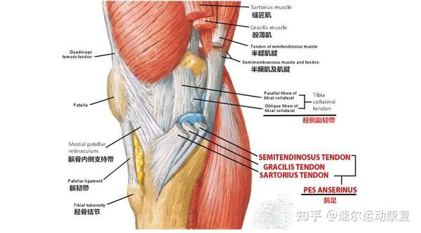 今天,小编跟大家说的是因鹅足腱滑囊炎而引起的膝盖内侧疼,我们该怎么