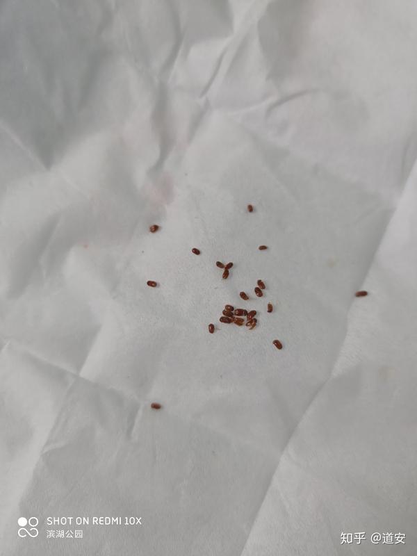 请问大牛们这是什么蠹虫及灭虫办法
