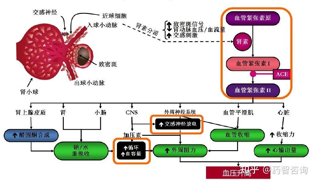 高血压会引起哪些突发症