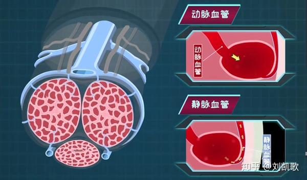 丁丁海绵体内有两种血供系统,具有各自