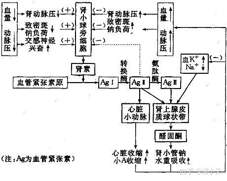 肾素—血管紧张素—醛固酮系统