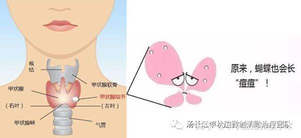 甲状腺位于人体颈部正前方,在喉结下面,具有分泌甲状腺激素功能.