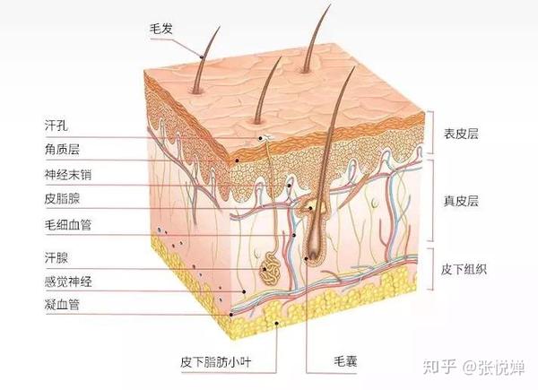 人的皮肤由表皮,真皮及皮下脂肪组织所构成,每层组织都含有相应范围