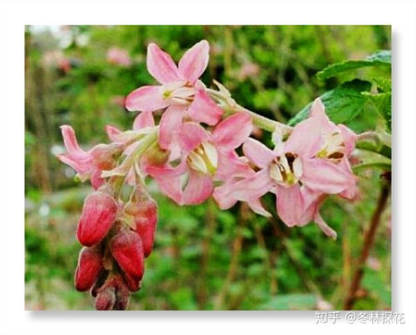 12月4日的生辰花醋栗花