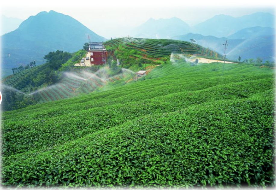 高山茶与平地茶有何区别茶叶品质的主要影响因素有