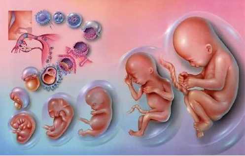 试管婴儿冷冻胚胎移植成功率较高?