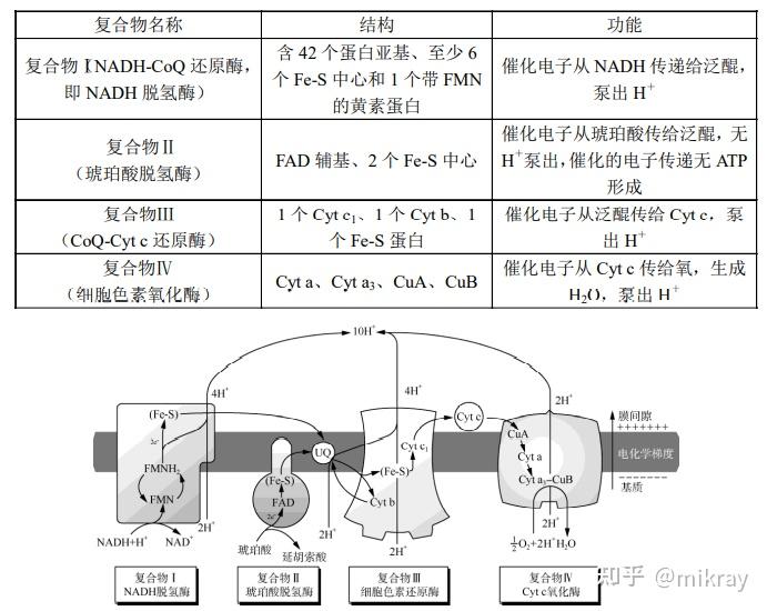 生物氧化氧化磷酸化