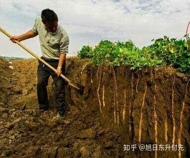 从目前农作物的物种来看,需要深土壤环境的农作物有山药,葛根,木薯