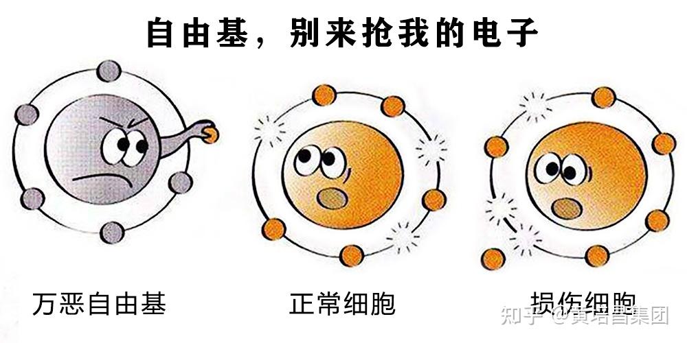 自由基对正常细胞的攻击与摧毁,就是人体疾病产生与加速衰老的主要
