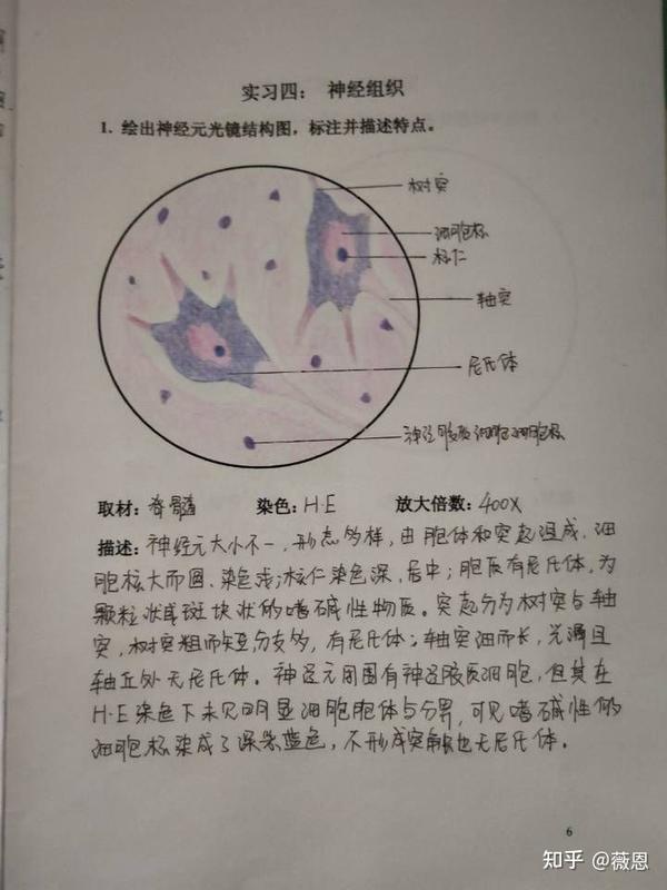 组织学与胚胎学,病理学绘图