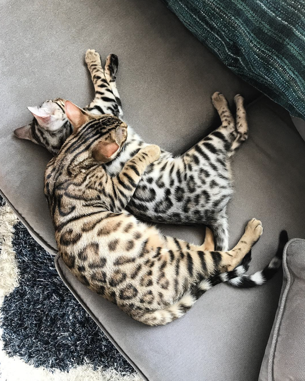 吸猫大会:孟加拉豹猫leonidas&bagheera