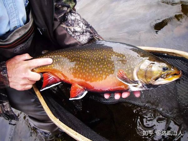 别处少有的溪流鳟brook trout(又叫红点鲑鱼)成鱼通体黄褐有红色斑点