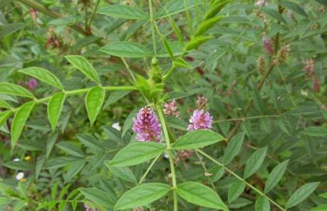 中药材甘草用什么肥料长根甘草根膨大用什么好甘草专用根茎块膨大素根