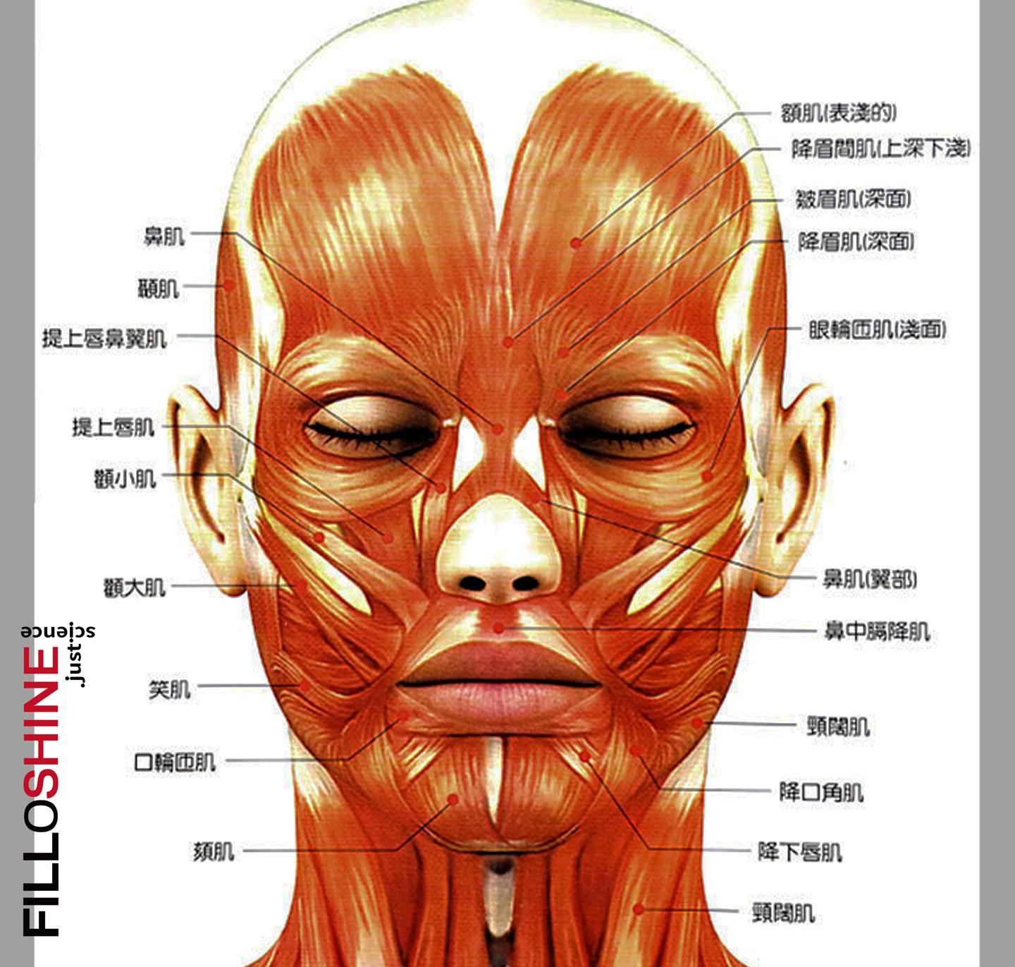 表情肌又称面肌(facialmuscles),是一类菲薄的皮肌,位置浅表,位于