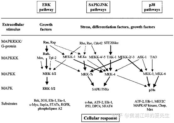 jnk/sapk(c-jun kinase/stress activated protein kinase)信号通路