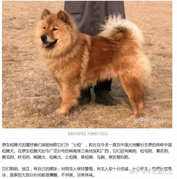 中国的土狗,土猫在国外是名贵品种吗?