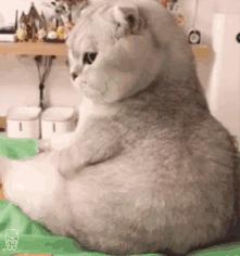 138张特别可爱猫猫的动态图或表情包
