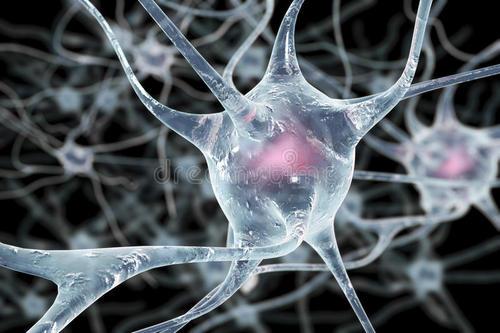 研究人员揭示了参与大脑神经回路形成的分子机制