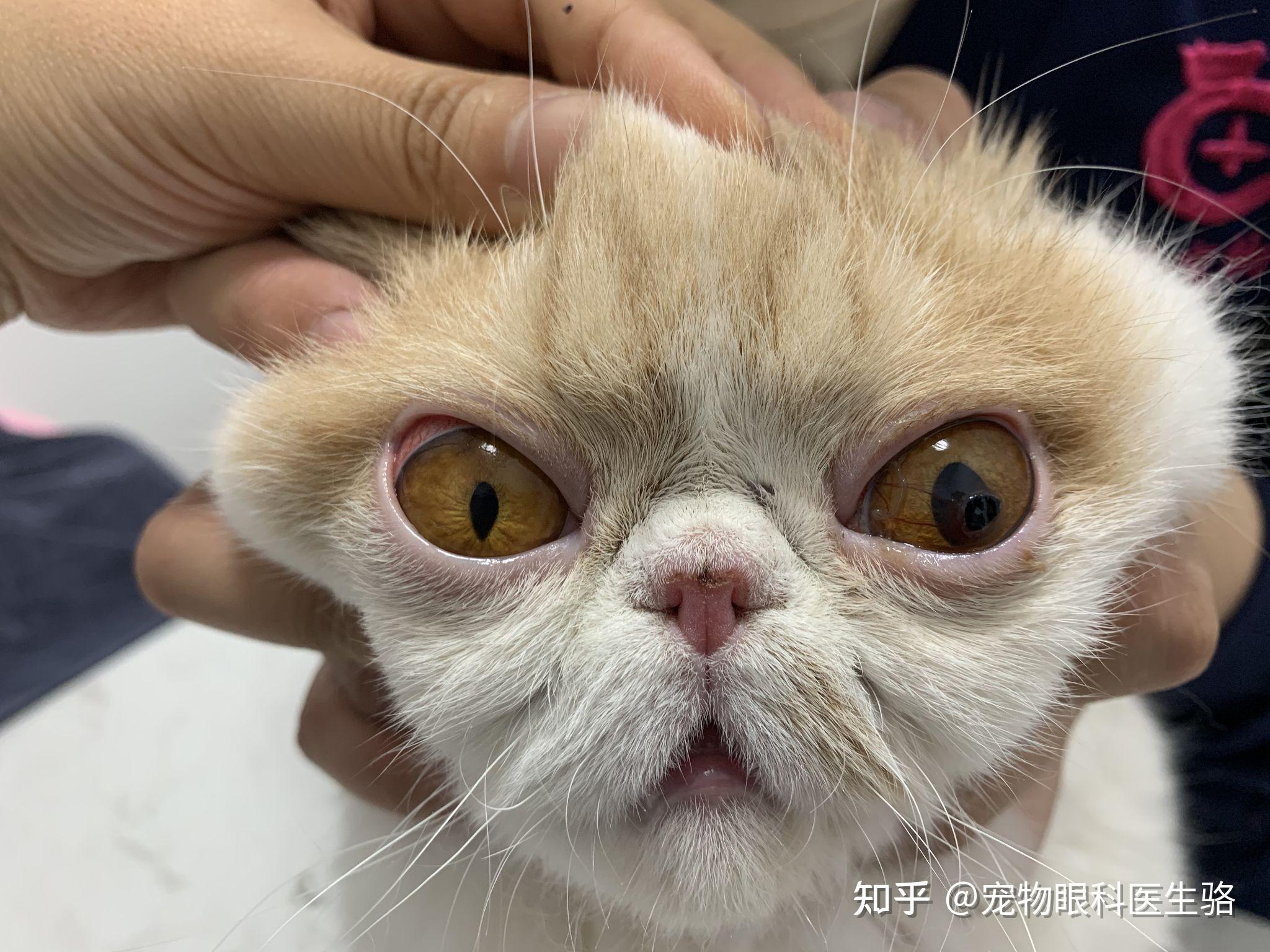 猫咪角膜坏死