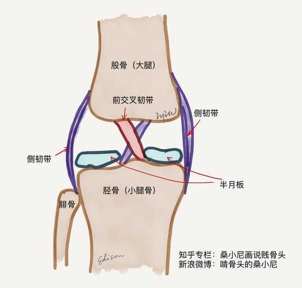 在膝关节的深处,有两条韧带交叉连接着上下两根骨头,它们就是「十字