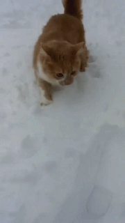 壁纸 动物 狗 狗狗 180_320 gif 动态图 动图
