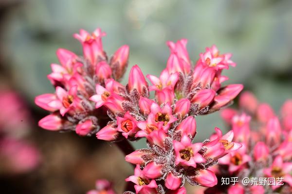 青锁龙属植物开花